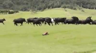 Cows chase remote control car