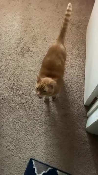 Dill has never been fed once in his eleven years. NOT. ONCE. And definitely not 45 minutes prior to this video.