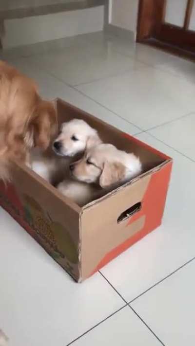 Dog dad meets puppies for the first time