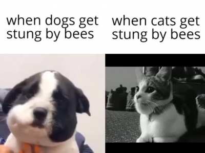 chad cat 😺