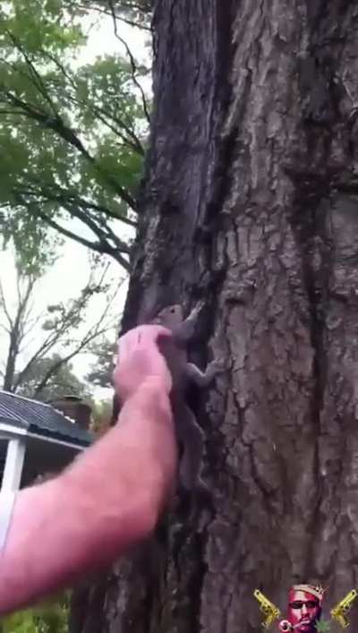 Poor squirrel