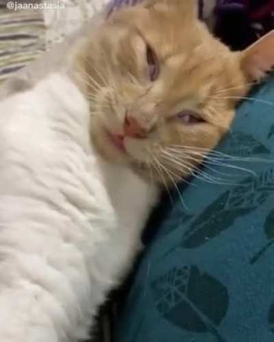 Goes derp in 5 secs
