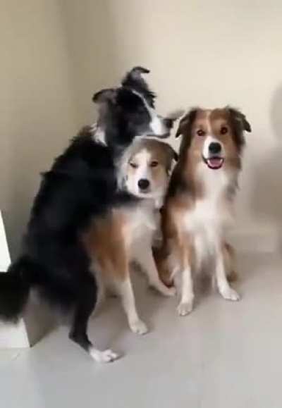 DoGGo muRDErs best FreNS for INtERNet POiNtS