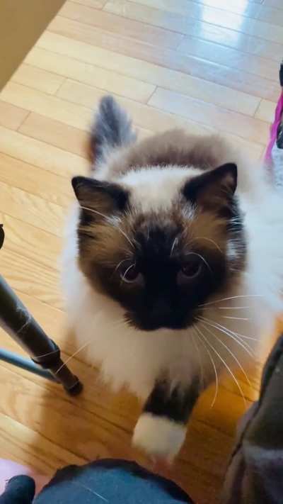 Mocha is the sweetest boy.