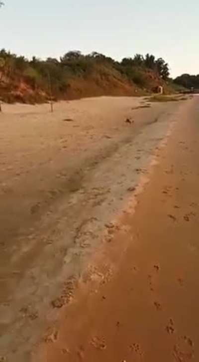 Eğitimli köpek.