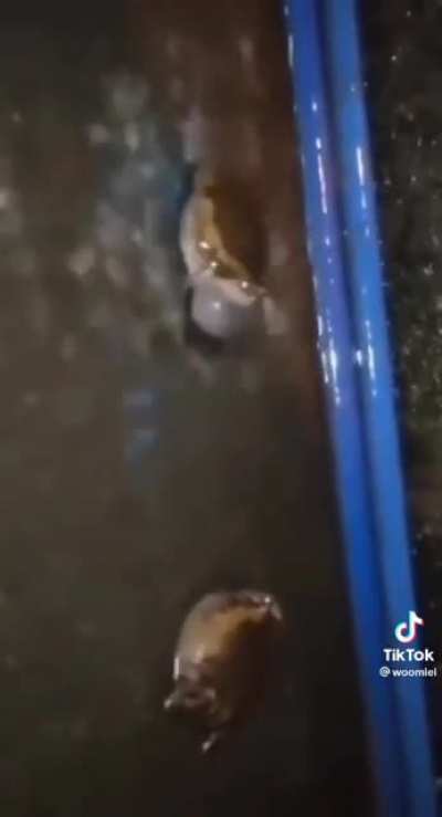Frog fight