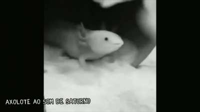 Axolote só que editado.