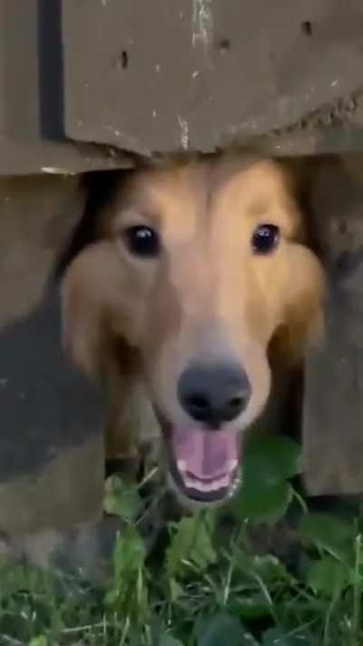 this looks like two dogs and a muppet