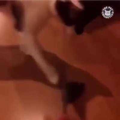 Cat.mp4