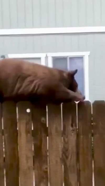 That’s a really big squirrel