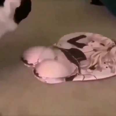 Gato picarón
