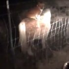 Neighbors corgi was sneaking onto her property at night and riding her pony.
