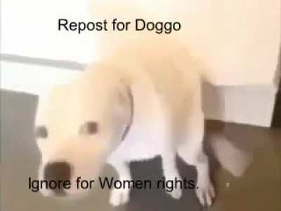 Doggo :]
