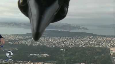 Bird photobombs weather report