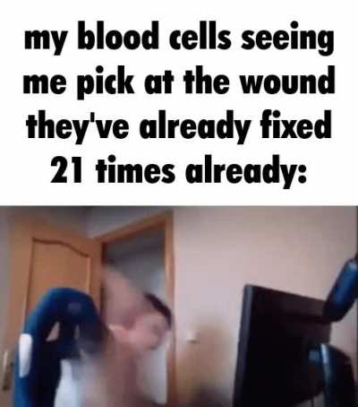 cockpoo shitneedle