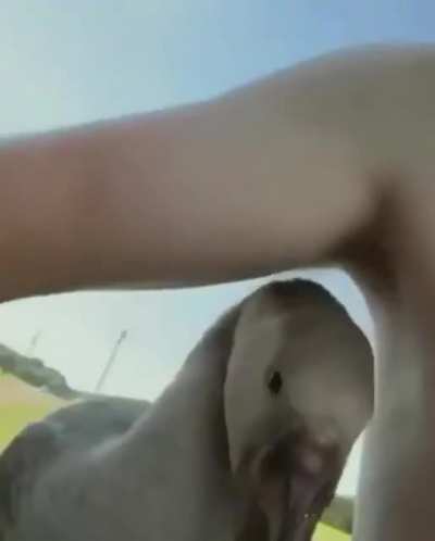 Nipple Strike