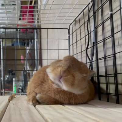 We are all a little bit this bunny