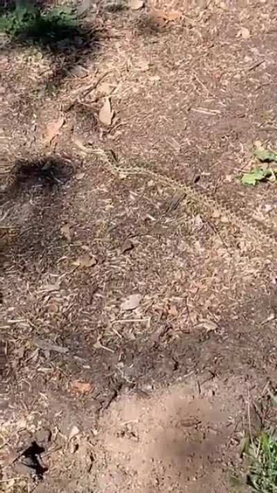 Snek is gonna snek