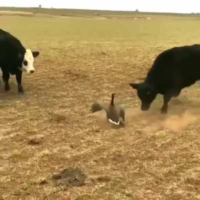 Cows trying to scare off a Canadian goose