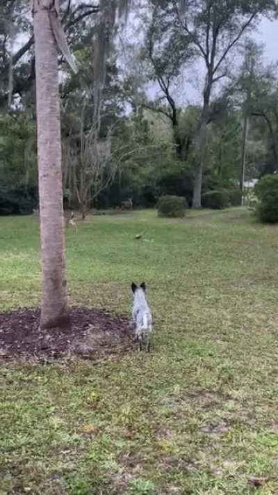 Deer avenger