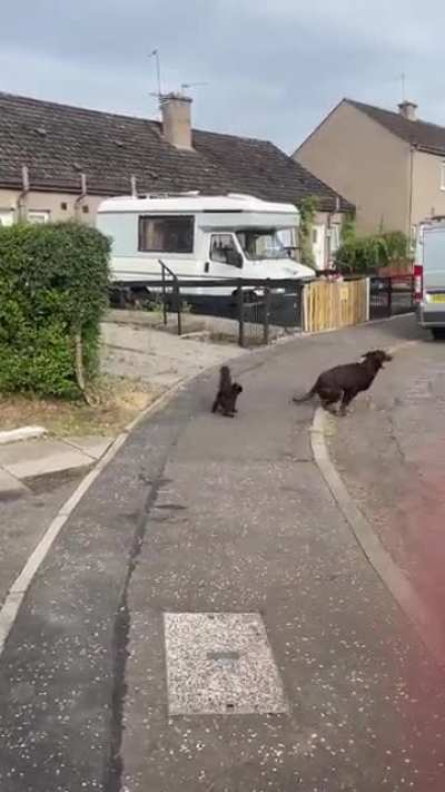 Who’s the pussy now?
