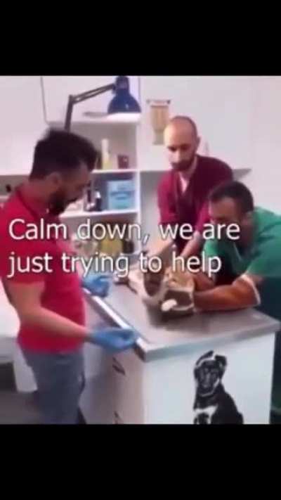 El Gato 