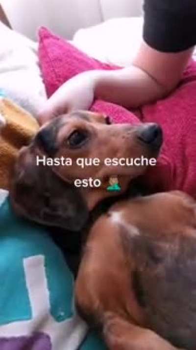 Perro truco 😎