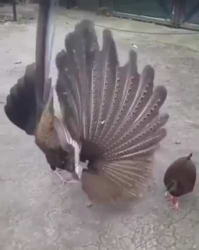Argus Pheasant showing off