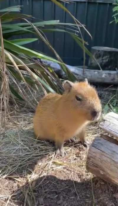 This baby Capybara who has the hiccups from eating too fast 