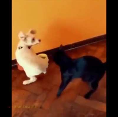 F*$*en Cat
