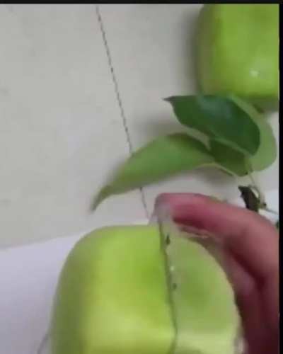Thanks, I hate square apple