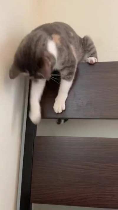 Chasing Your Tail: Expert Level