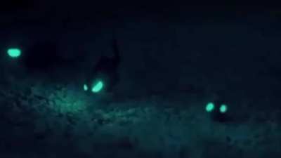 Flashlight fish