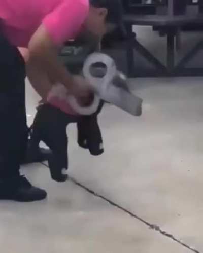 Little elephant