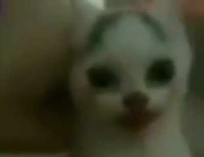 what the cat doin?