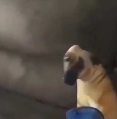 What da dog doin