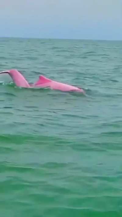 🔥 Rare sight of the Pink dolphin.