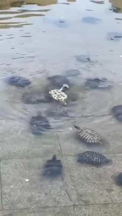 Turtles helping each other in times of need