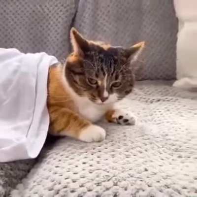 No cats were harmed
