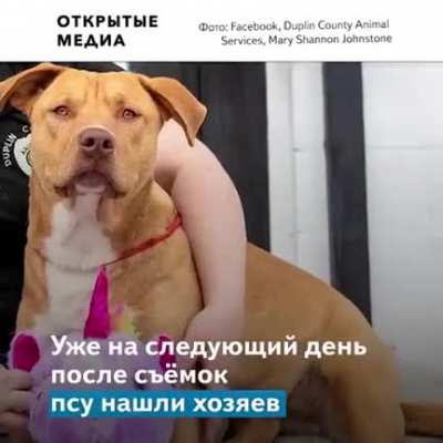 История песеля