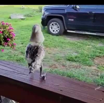 dance of the year