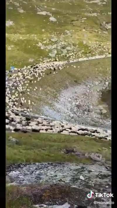 When your buddy fucks around and becomes king of the sheep