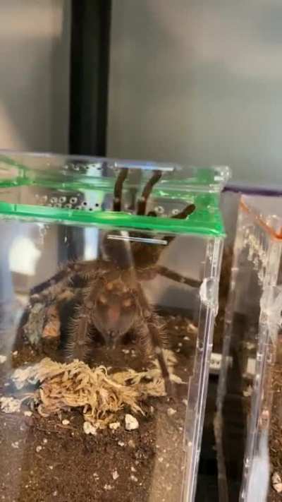 Jailbreak catch in action, sort of.