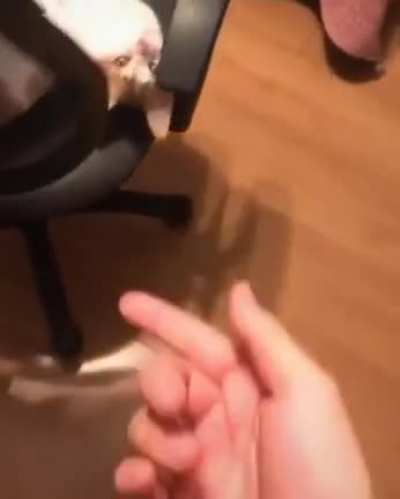 Cat go krrrrrr