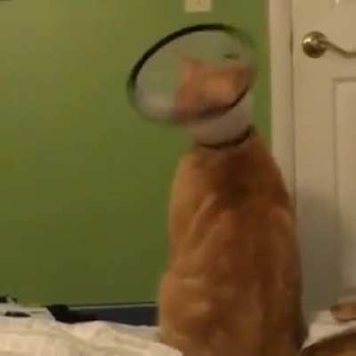 Why...can’t...I...lick...my...self?!