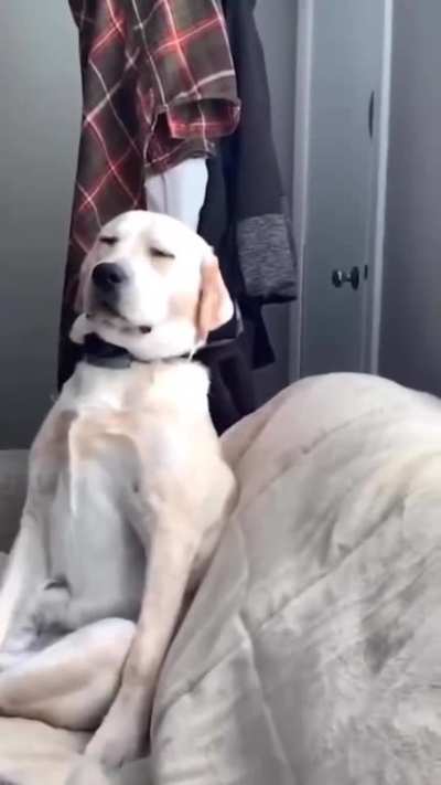 Dog-tired