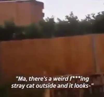 That cat face...