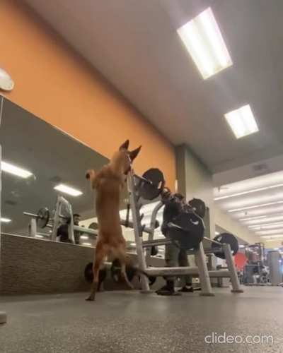 German Shepard doing Squats along with its human parent