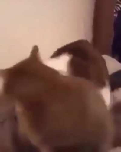 nom nom nom