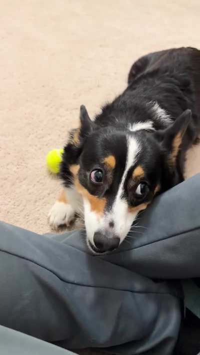 Fetch only lasts one throw